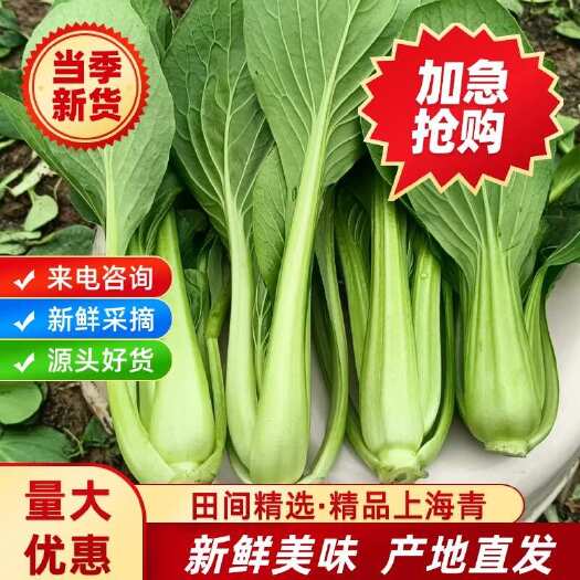 南通南通基地精品上海青