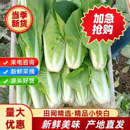 南通基地四季奶油快菜小白菜耐寒速生大白菜蔬菜大量批发