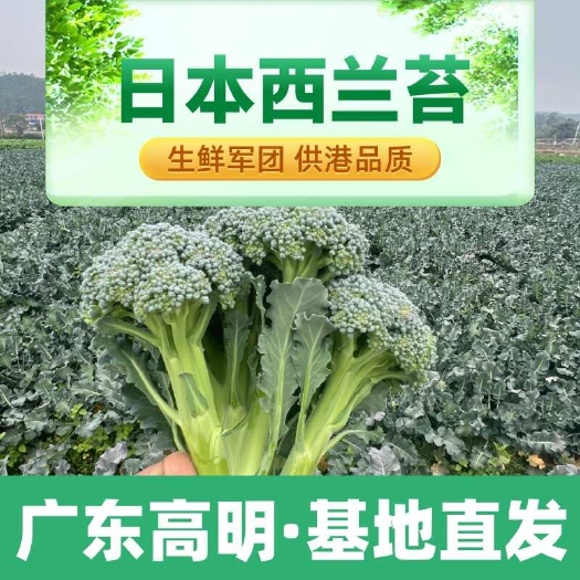 佛山日本西兰苔，口感脆嫩，营养丰富，畅销中高端餐饮、商超
