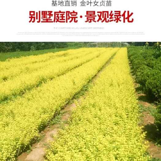 金叶女贞园林绿化苗木庭院绿篱耐寒工程绿化园林植物花草树木