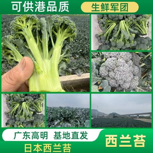 佛山日本西兰苔，脆嫩香甜，具有“黄金青花笋”之美称