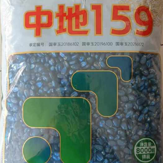 平泉市中地159玉米种子 8000粒 果穗均匀，籽粒金黄，轴细粒深