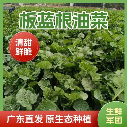 广东佛山高明基地，板蓝根作用菜心，基地直发，品质保证