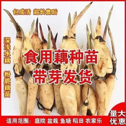 沭阳县食用藕苗食用莲藕种苗盆栽池塘藕苗荷花莲藕种苗水培植物藕苗量大