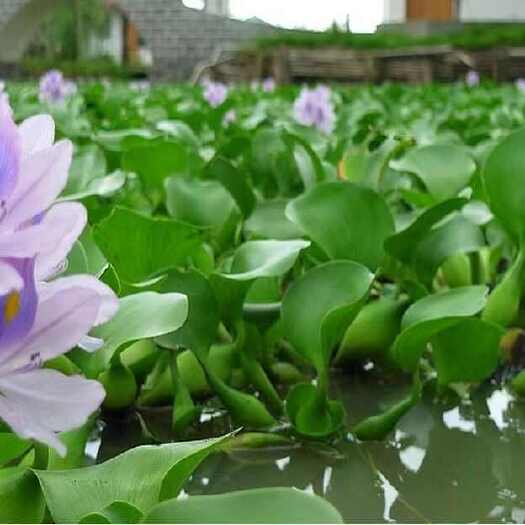 沭阳县水葫芦凤眼莲浮萍水草水生植物养鱼水培养龟净化造景水浮莲池塘