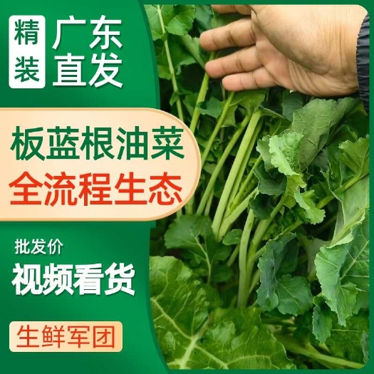 板蓝根菜苔，零化肥，零农药，绿色种植，广东佛山基地直发