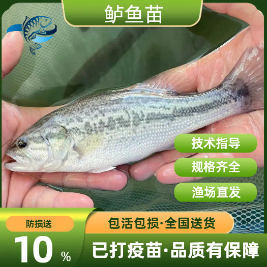 广州鲈鱼苗、加州鲈鱼苗、淡水优鲈鱼苗、大口黑鲈路亚鱼苗