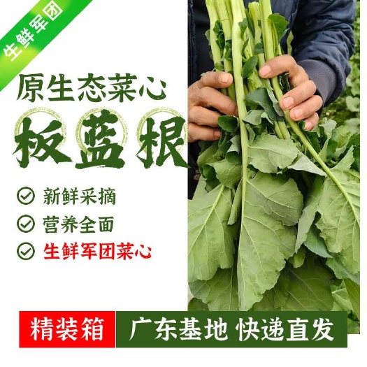 菜心，板蓝根作用菜心，绿色创新蔬菜，广东佛山直发