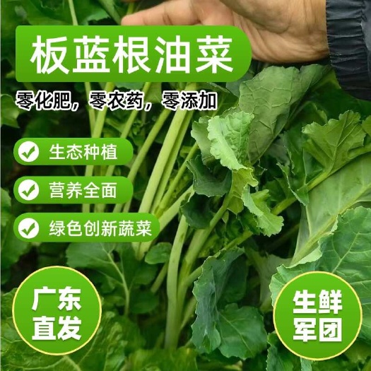 叶菜，板蓝根作用菜心，青菜，杂交油菜，广东直发，种植