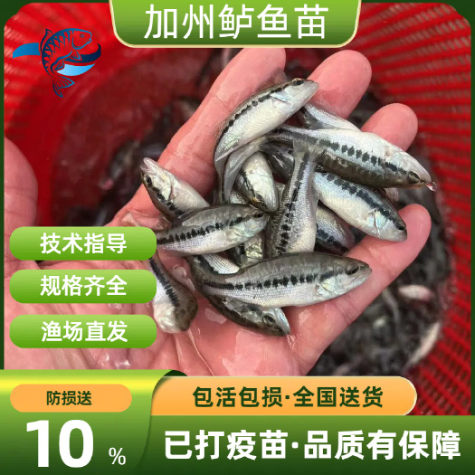 鲈鱼苗、加州鲈鱼苗、淡水优鲈鱼苗、大口黑鲈路亚鱼苗