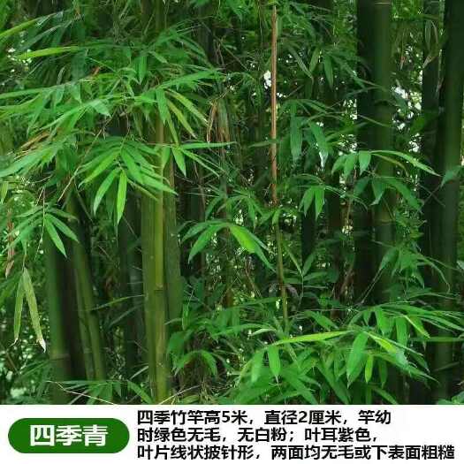 沭阳县竹子苗庭院植物紫竹金镶玉罗汉竹北方耐寒四季常青大型地栽青竹苗