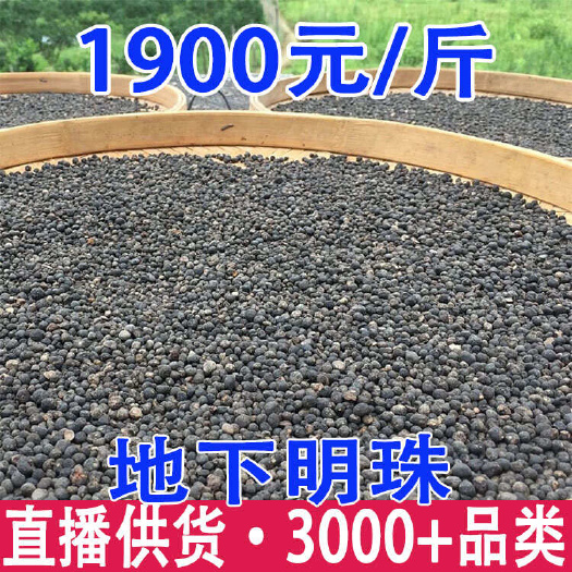 昆明地下明珠 一粒金丹 落地珍珠 一手货源