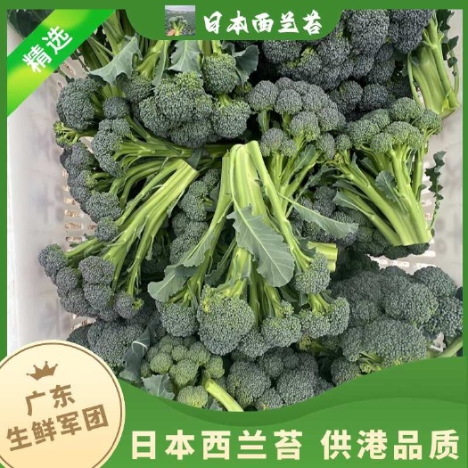 西兰苔，脆嫩香甜，广东高明，可供港品质，基地直发