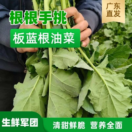 口感清甜鲜脆，板蓝根作用菜心，营养全面，适合所有人群食用