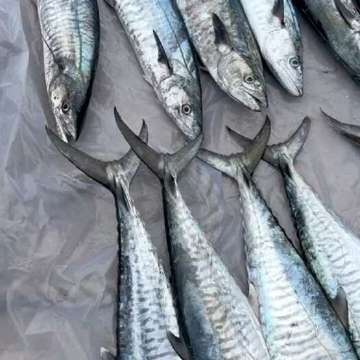 陵水县海南陵水鲜活捕捞冷冻整条马鲛鱼 专业冷链运输送货上门