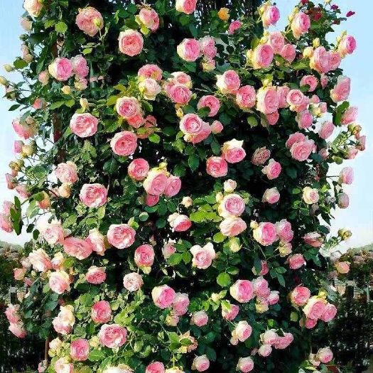 沭阳县蔷薇花苗爬藤月季四季开花庭院藤本月季花大花爬墙植物花卉盆栽玫
