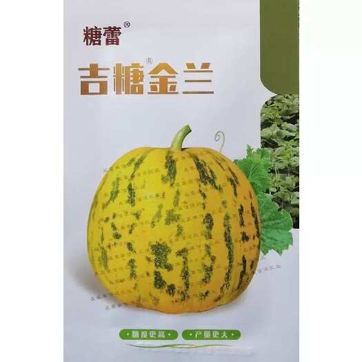 糖蕾吉糖金兰甜瓜种子 花皮绿肉高糖 转色快 果面亮红黄色