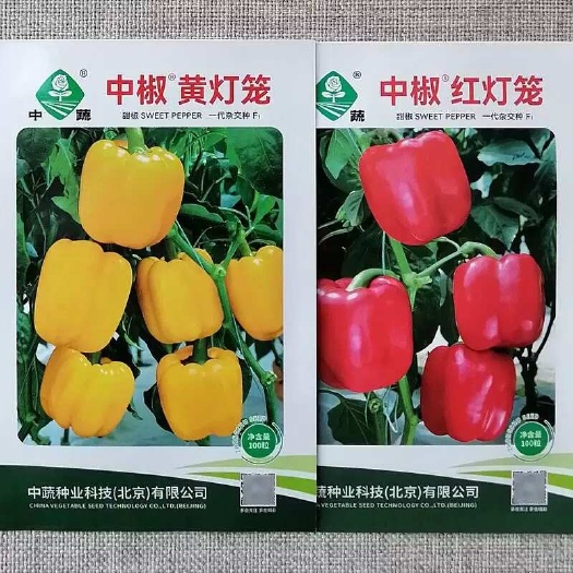 建瓯市中椒黄灯笼甜椒种子 红灯笼甜椒种子 中晚熟 抗病毒病