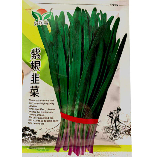 建瓯市紫根韭菜种子 株丛直立 生长速度快 叶稍粗长