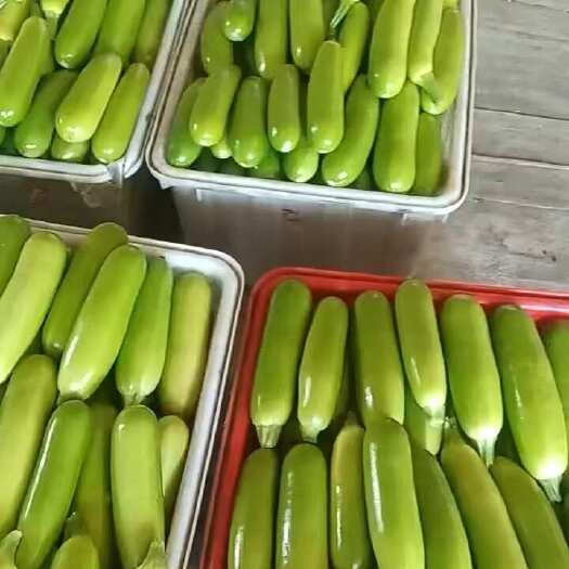 费县西葫芦