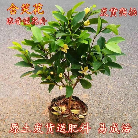 含笑花树苗耐寒浓香型花卉四季常青室内庭院名贵含笑花盆栽