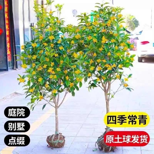 沭阳县嫁接四季桂花树苗盆栽地栽室内别墅庭院金桂丹桂浓香型植物风景树