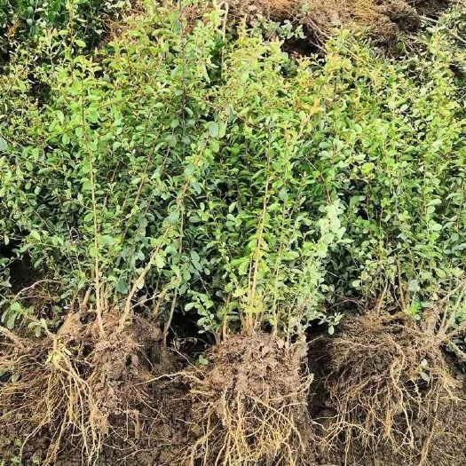 沭阳县庭院围墙带刺防盗绿篱篱笆植物苗火棘球火棘苗四季常青植物