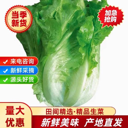 南通基地新萌意大利生菜清脆爽口四季生菜冬春蔬菜生菜大量批发