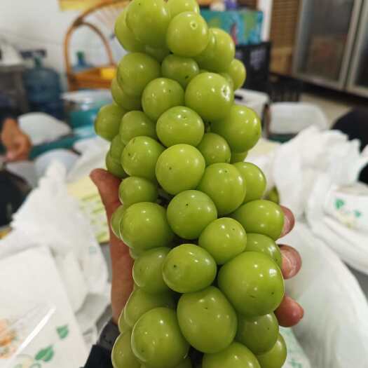 宾川县云南大理阳光玫瑰