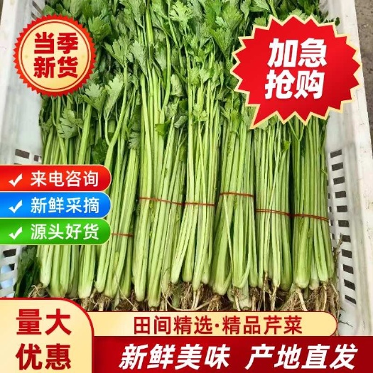 南通新鲜芹菜现挖现发带叶本地西芹蔬菜味浓产地直发大批量批发西芹