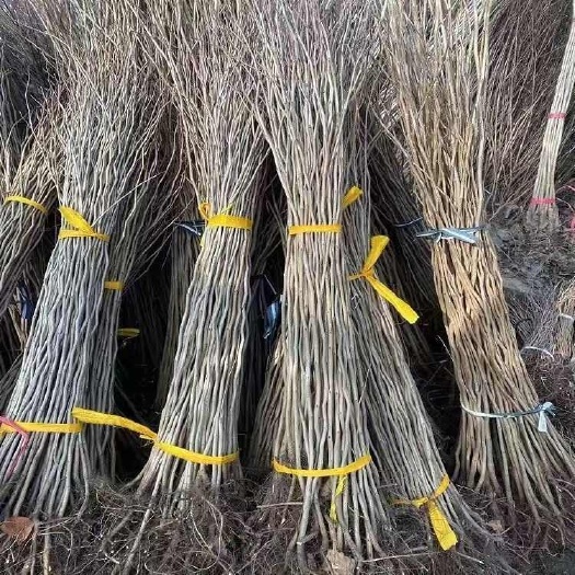沭阳县基地销售丛生紫荆树苗 紫荆小苗满条红 绿化苗木庭院别墅观赏花