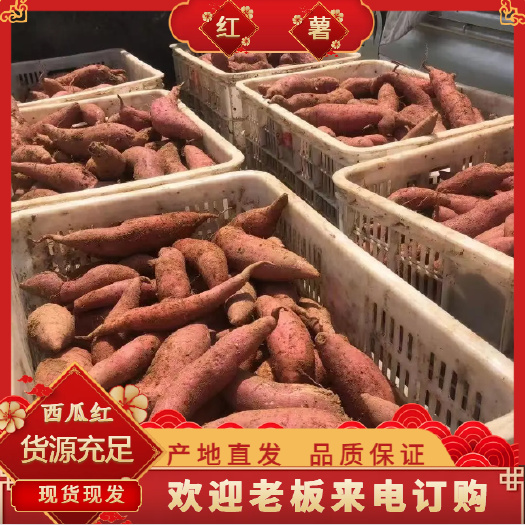 沂水县精品红薯西瓜红 货源充足 稳定供应市场