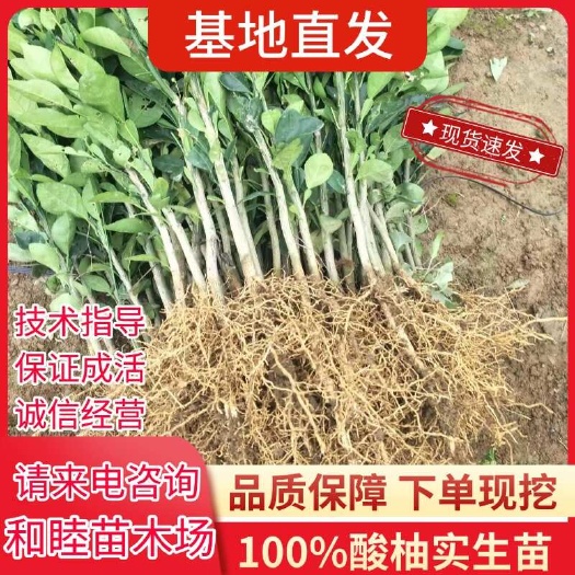 柚子树苗蜜柚嫁接实生苗三红蜜柚果树果苗南方北方种植当年结果