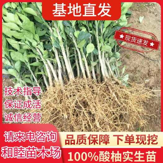 阳朔县柚子树苗蜜柚嫁接实生苗三红蜜柚果树果苗南方北方种植当年结果