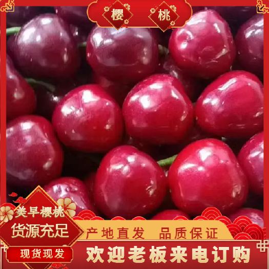 山东樱桃 美早大樱桃 一手货源 产业基地