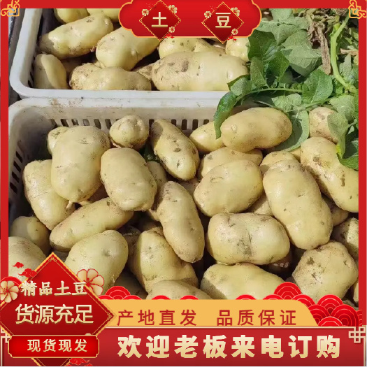 沂水县山东精品土豆 荷兰十五 黄皮黄心 优质货源 实力供应