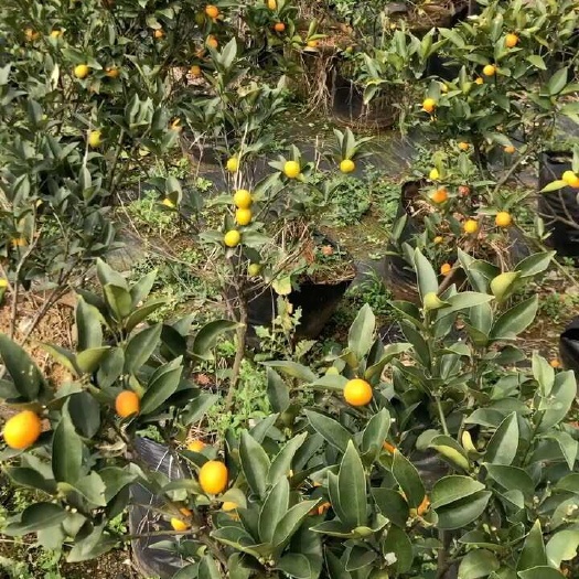 樟树市脆皮金桔树大量出售，有需要的老板可联系