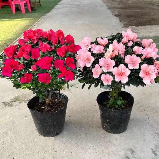 沭阳县杜鹃花盆栽带花室内阳台四季开花花苗年宵花好养四季杜鹃花盆栽