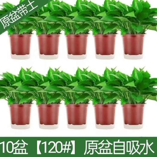 绿萝盆栽室内花卉新房吸甲醛水培绿萝净化空气绿萝批发整箱批发