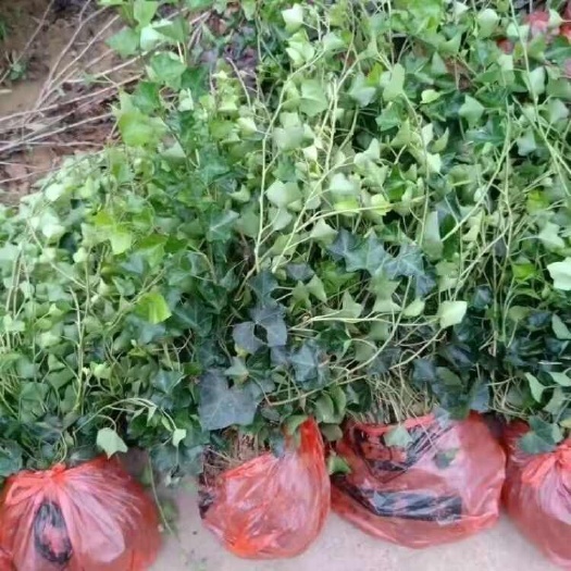 耐寒常春藤四季常青爬藤垂吊地被树下耐阴植物庭院苗木绿化小苗