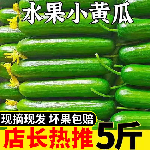寿光市水果黄瓜新鲜生吃小黄瓜青瓜蔬菜时令白玉女蔬菜旱即食整箱包邮
