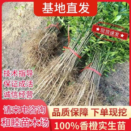 阳朔县正宗香橙实生苗小叶软枝香橙柑橘砧木苗香橙砧木苗香橙实生苗