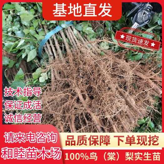 阳朔县棠梨苗鸟梨苗批发