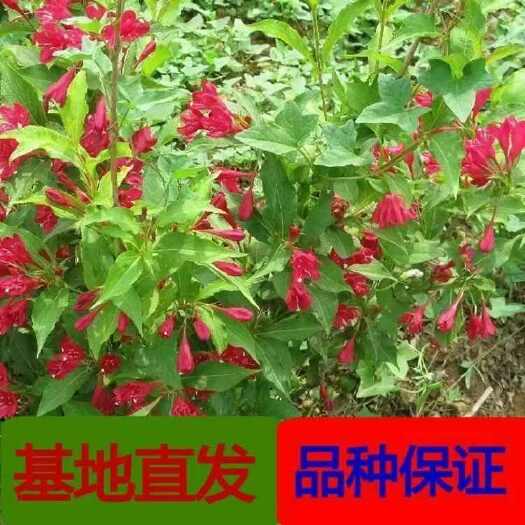 沭阳县红王子锦带耐寒耐旱锦带花苗绿化苗木植物工程苗木庭院锦带扦插苗