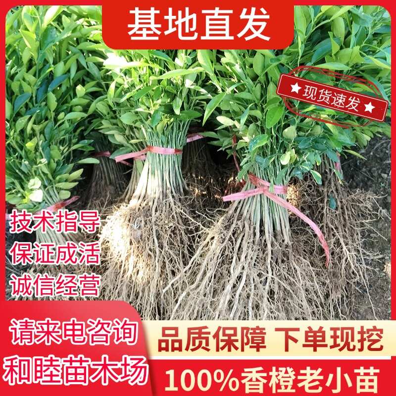 阳朔县正宗香橙老小苗小叶软枝香橙柑橘砧木苗香橙苗香橙老小苗