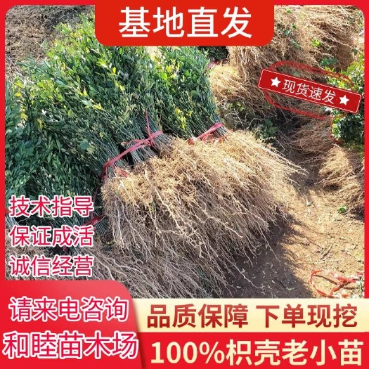 阳朔县枳壳苗枳壳老小苗柑桔砧木苗篱笆苗积壳芽苗枳壳枸橘批发