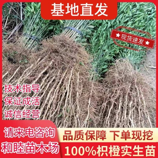 阳朔县枳橙苗枳橙小苗大叶枳壳苗枳橙芽苗大叶枳壳实生苗柑橘嫁接砧木