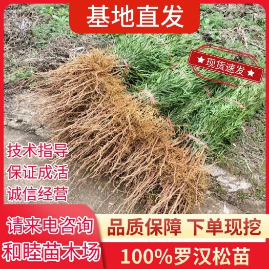 罗汉松树苗小苗小型雀舌金迎客松盆景老桩钻罗汉松庭院造型树