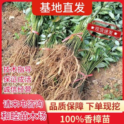 香樟树苗庭院行道大型四季常青绿化工程风景树驱蚊防虫小叶香樟苗