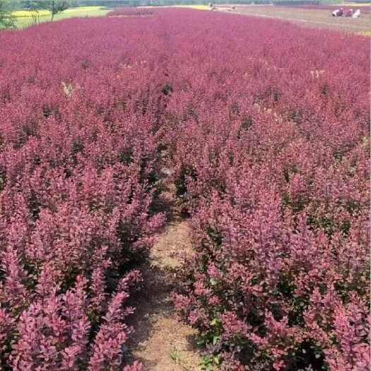 沭阳县红叶小檗耐寒植物红叶小檗树苗绿篱色块苗庭院道路绿化工程苗